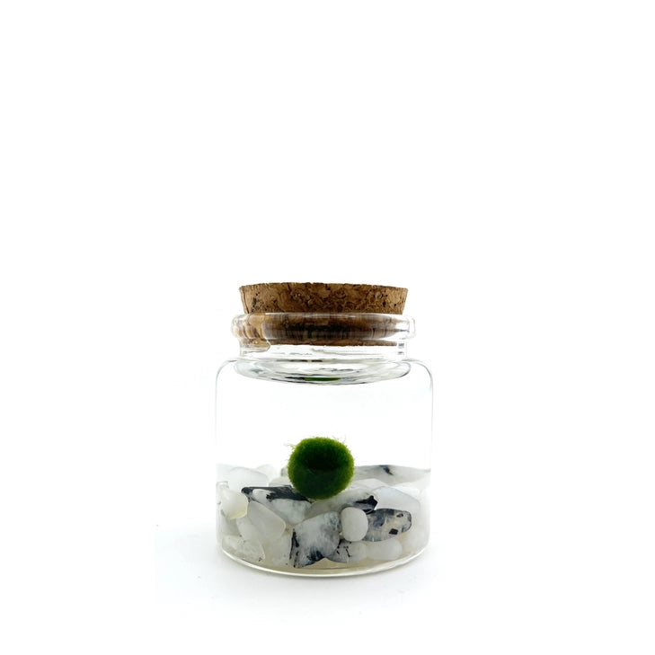 Moonstone Moss Rico