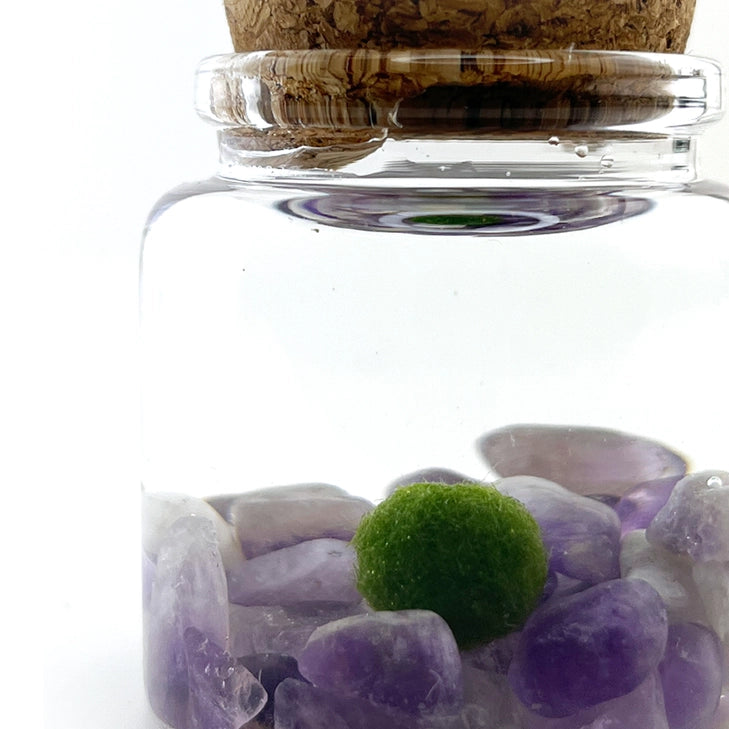 Amethyst Moss Rico